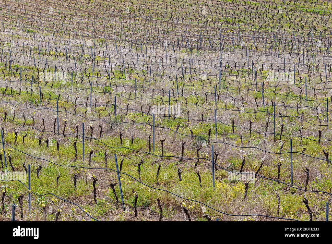 Landwirtschaftliche Frühlingslandschaft unterhalb der historischen Stadt Salemi auf der Insel Sizilien, Italien Stockfoto