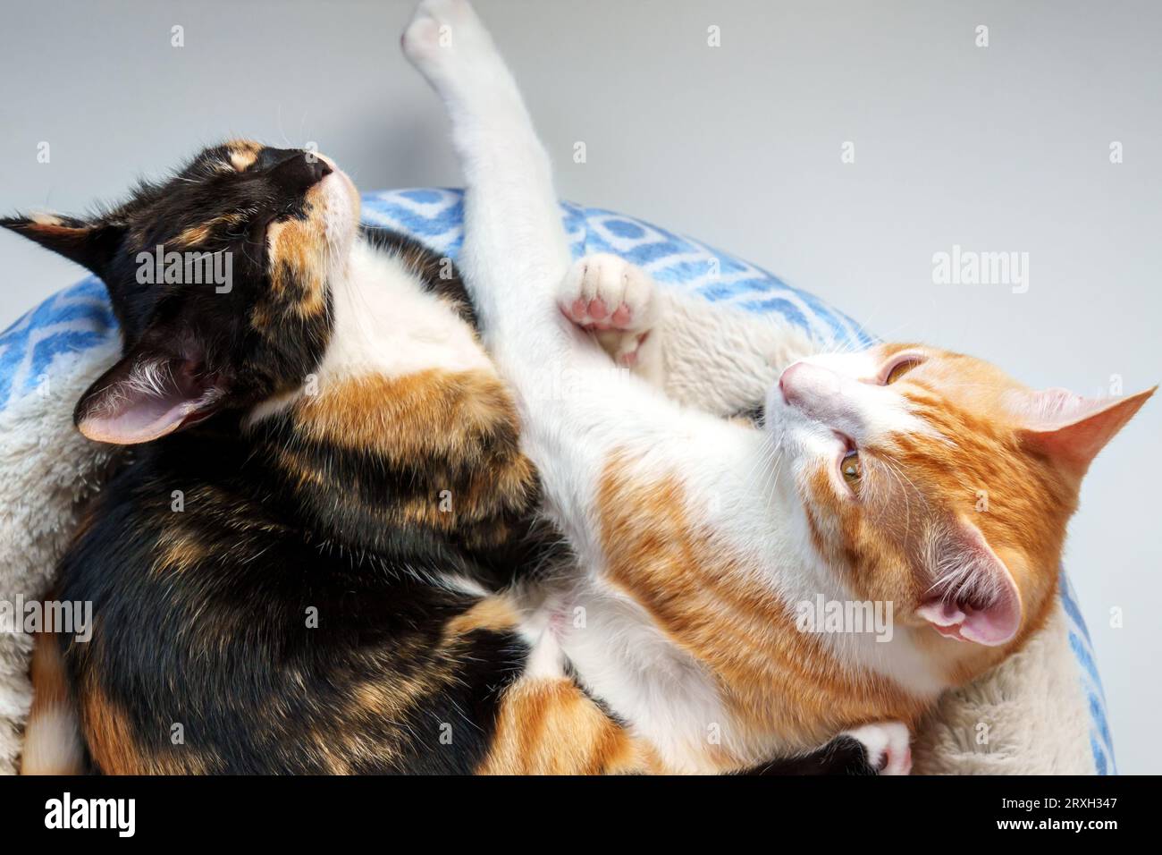 Ruhende Freunde rote junge Katze und Schildpatt-Kätzchen, die aus nächster Nähe dösen Stockfoto