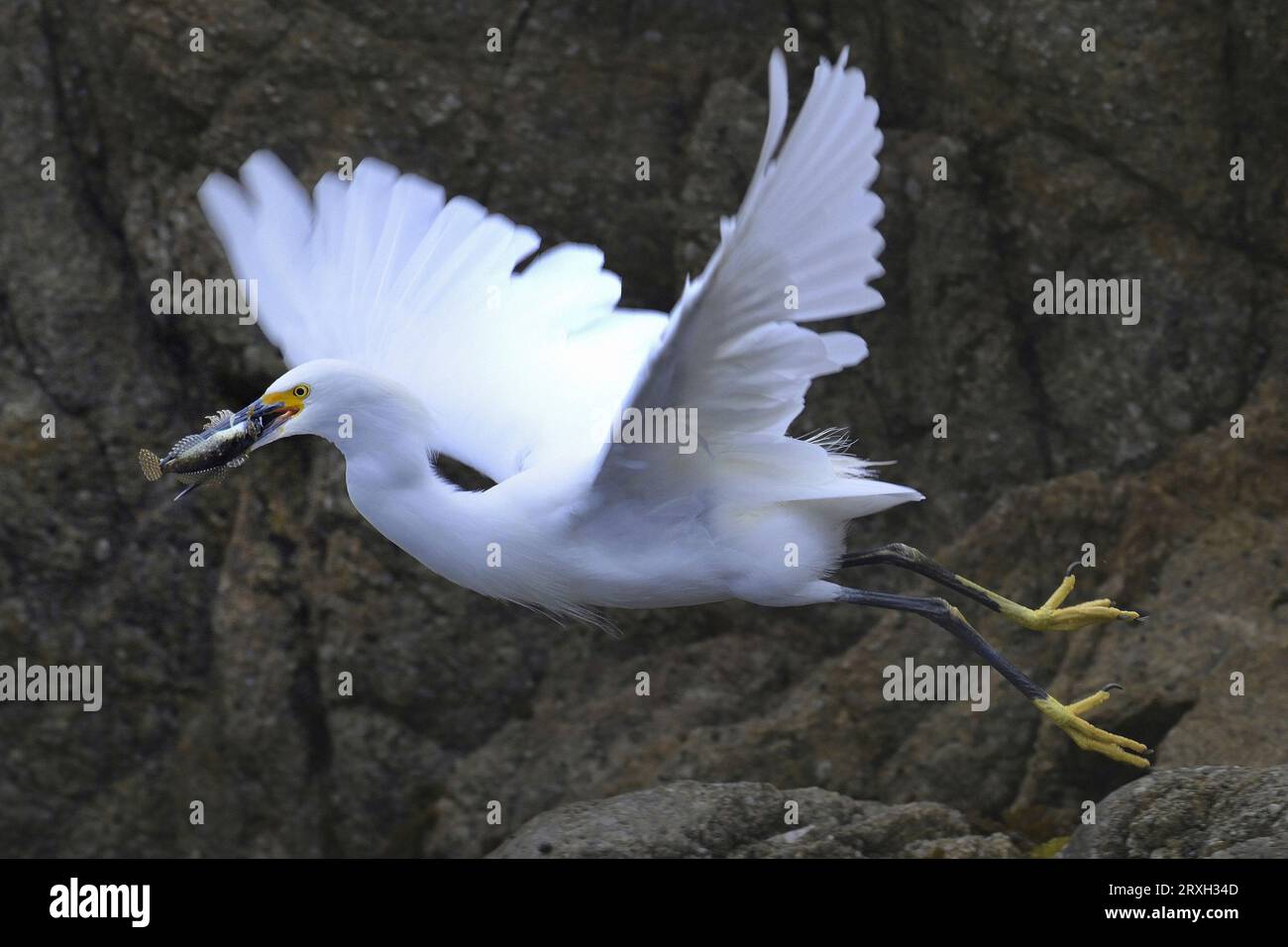 Pacific Grove, Kalifornien, USA. September 2023. Egret (Ardea alba) isst Fischfang. Das Fangen eines Fisches ist ein Teil der Operation, das andere ist, den Fisch so auszurichten, dass er ganz verschluckt wird. (Bild: © Rory Merry/ZUMA Press Wire) NUR REDAKTIONELLE VERWENDUNG! Nicht für kommerzielle ZWECKE! Stockfoto