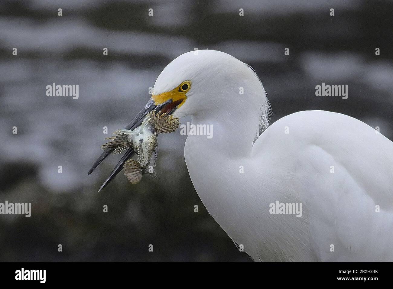 Pacific Grove, Kalifornien, USA. September 2023. Egret (Ardea alba) isst Fischfang. Das Fangen eines Fisches ist ein Teil der Operation, das andere ist, den Fisch so auszurichten, dass er ganz verschluckt wird. (Bild: © Rory Merry/ZUMA Press Wire) NUR REDAKTIONELLE VERWENDUNG! Nicht für kommerzielle ZWECKE! Stockfoto