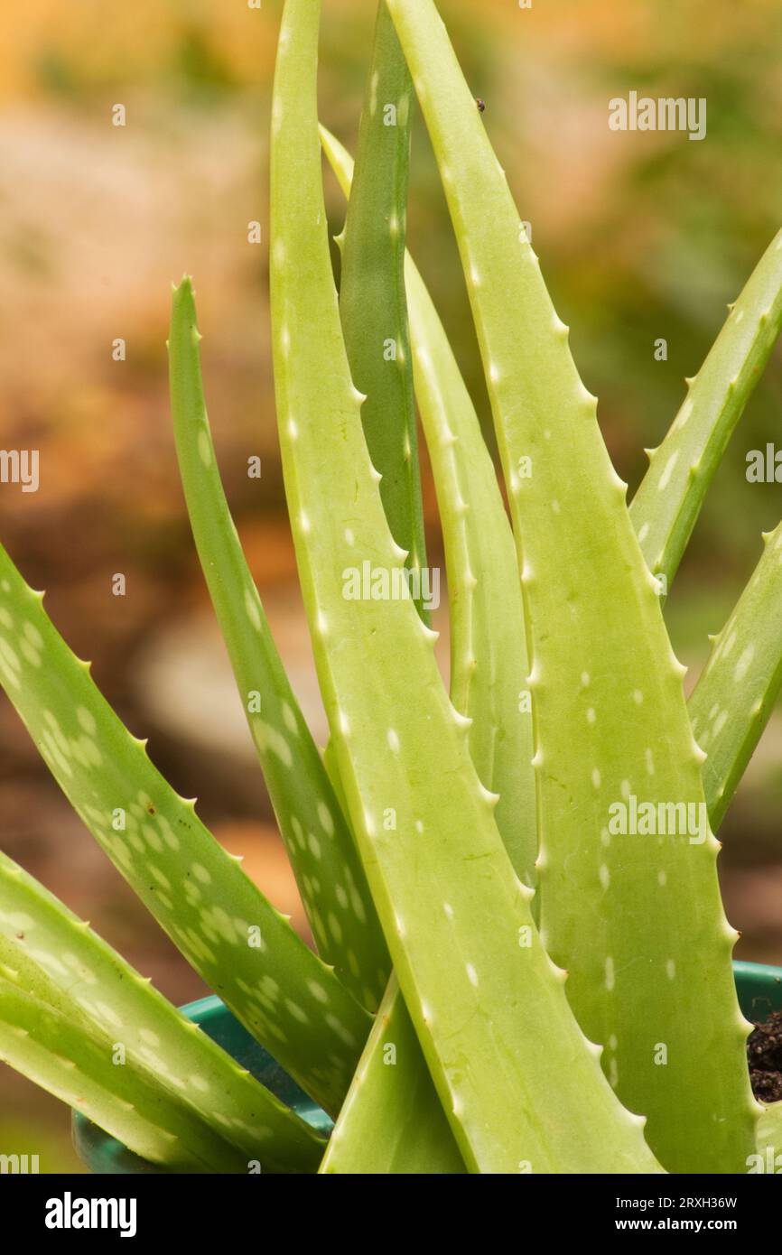 Aloe-Vera-Pflanze in einem Kräutergarten Stockfoto