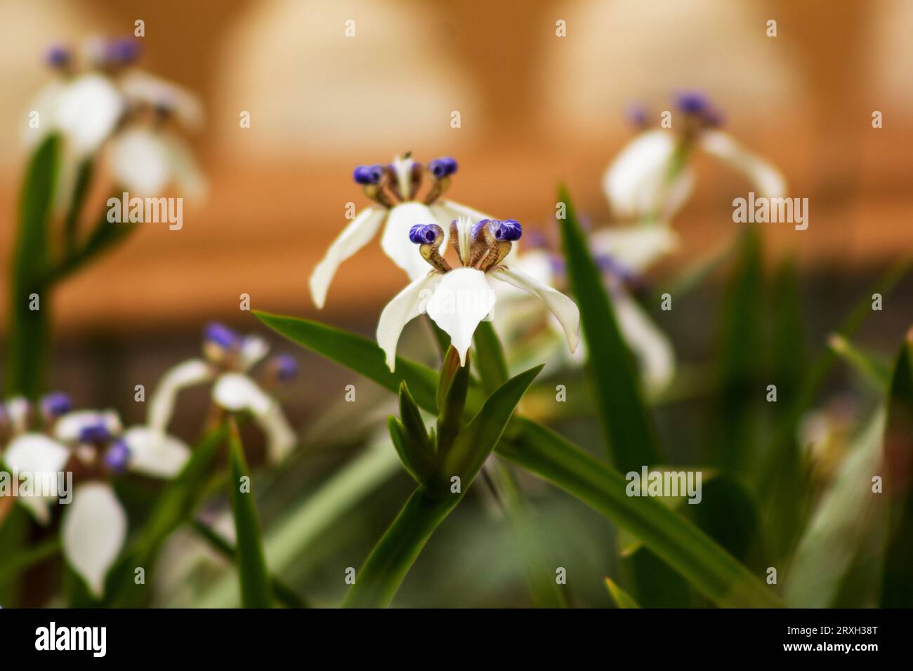 Neomarica gracilis, wandernde Iris im neutralen Hintergrund Stockfoto