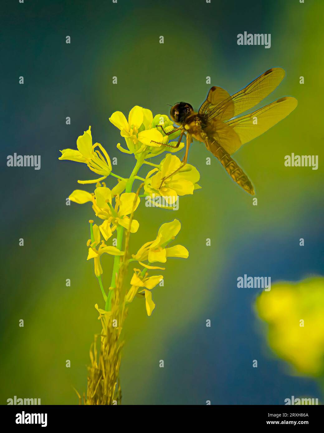Libelle auf gelber Pflanze Stockfoto