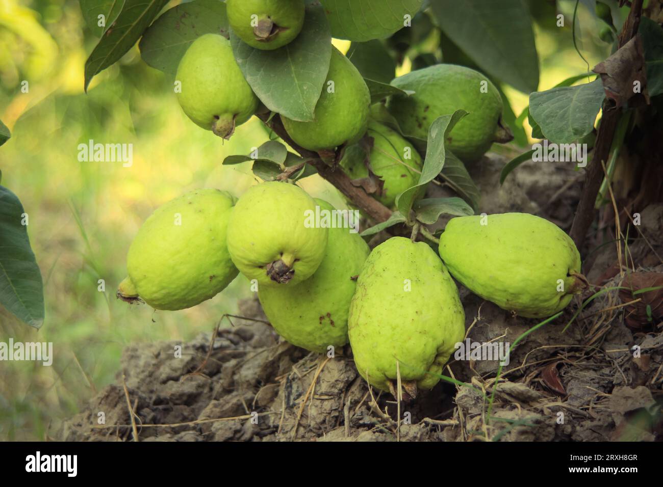 Erfassung von Guavas, die am Zweig des Baumes hängen. Hängende Guavenfrucht. Nahaufnahme von Guavas . Gesundes Lebensmittelkonzept. Guave. Reife tropische Frucht Guava auf Gu Stockfoto