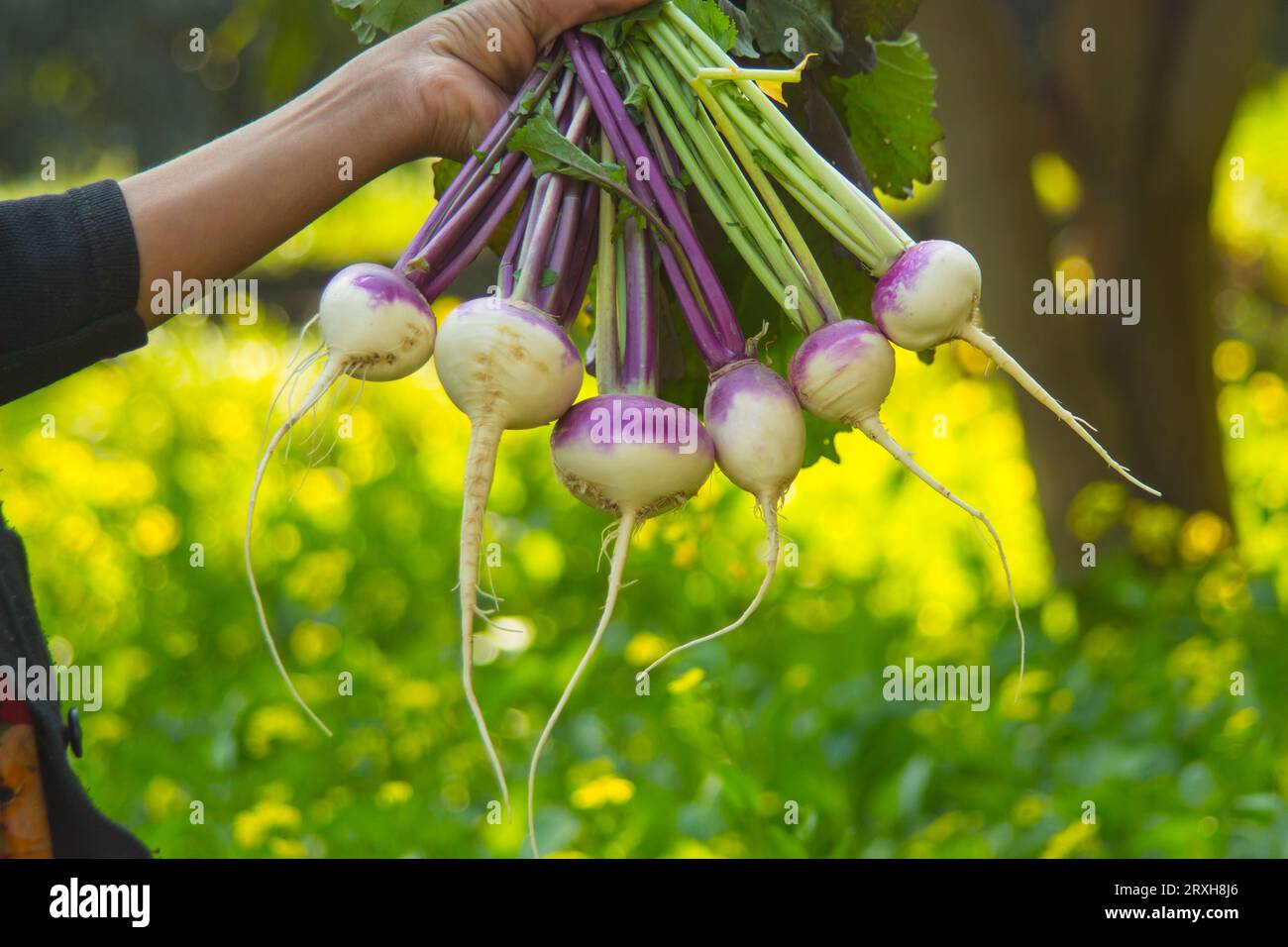 Nahaufnahme einer weiblichen Hand, die junge Rüben in Nahaufnahme hält. Hand hält eine Menge frische Rüben mit verschwommenem Hintergrund von Gemüse Garten Backgro Stockfoto