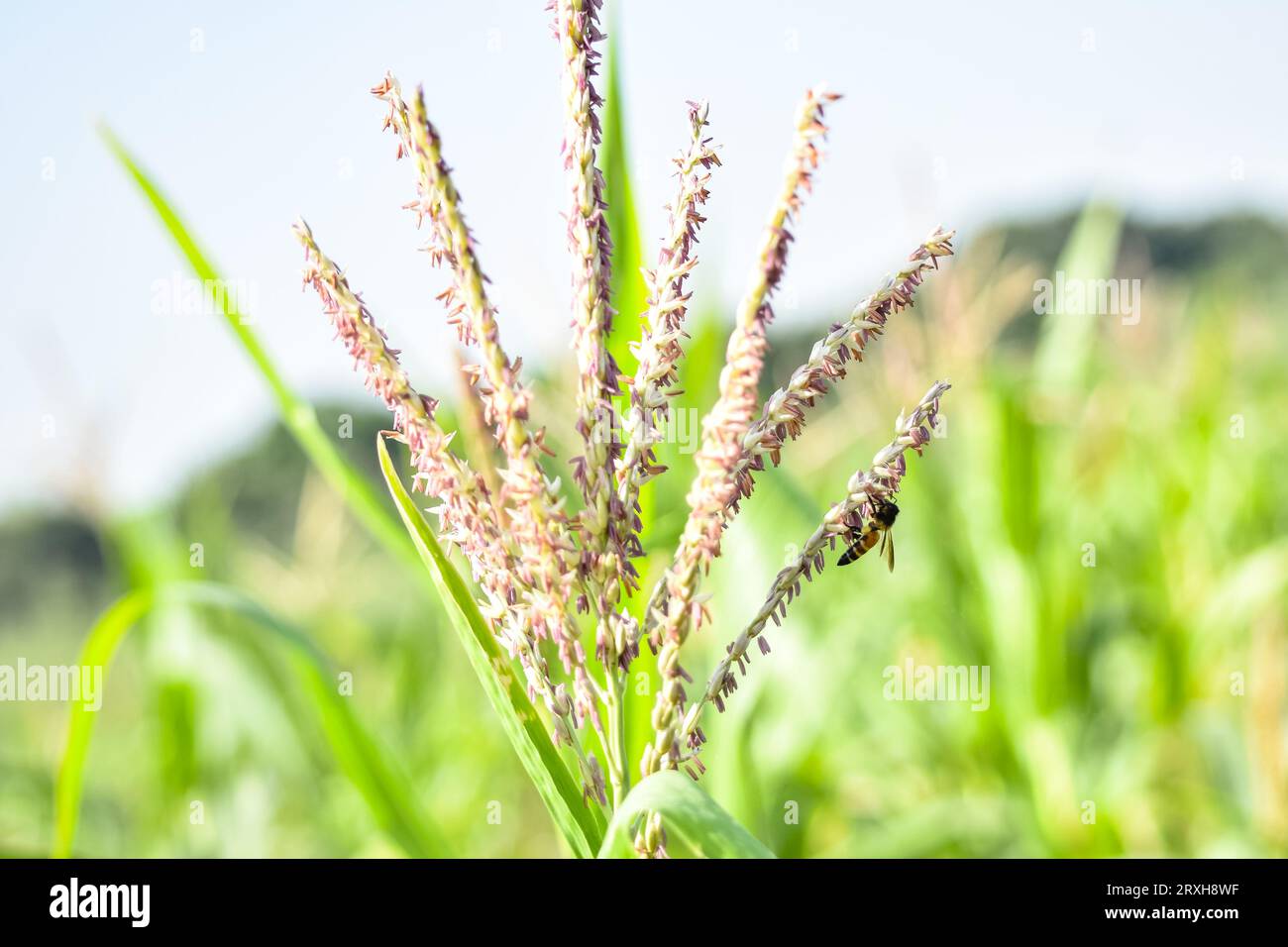 Honigbiene fliegt und sammelt Nektar auf Maisgras. Fliegende Honigbiene sammelt Pollen auf gelbem Maisgrassamen. Fliegende Honigbiene Sammlerstück Stockfoto