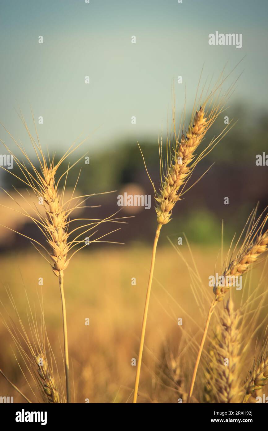 Nahaufnahme der Weizenohren. Ohren von goldenem Weizen aus der Nähe. Wunderschöne Natur Bei Sonnenuntergang Landschaft. Hintergrund der Reifeohren des Wiesenweizenfeldes. Ric Stockfoto