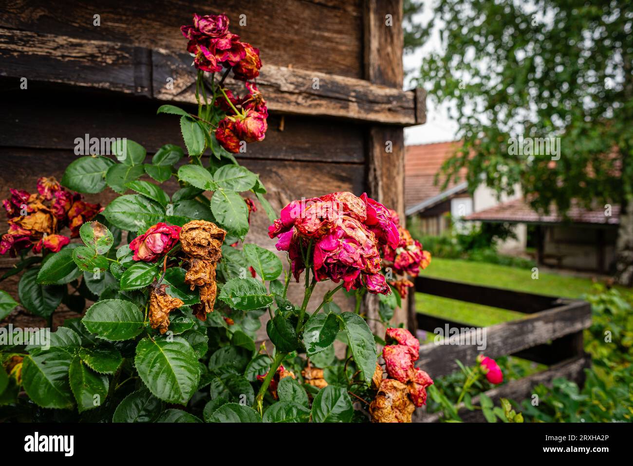Holzwand aus rustikaler Kabinenwand mit Blumen, Mionica, Serbien Stockfoto
