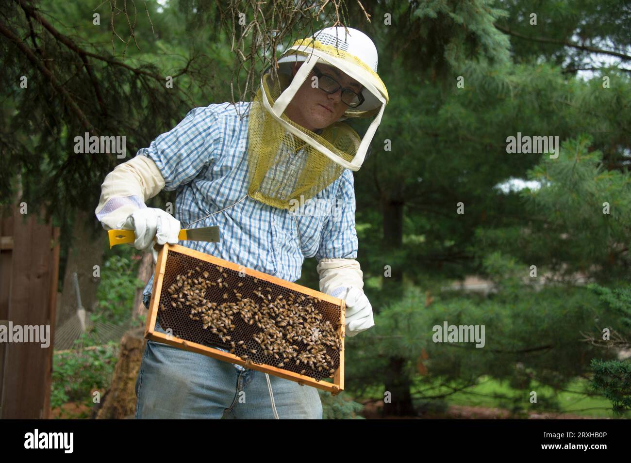 Junger Mann baut einen Bienenstock auf; Lincoln, Nebraska, Vereinigte Staaten von Amerika Stockfoto