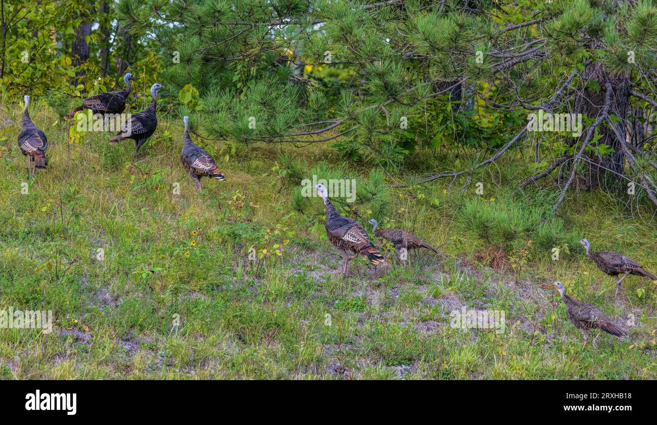 Herde wilder Puten in Nord-Wisconsin. Stockfoto