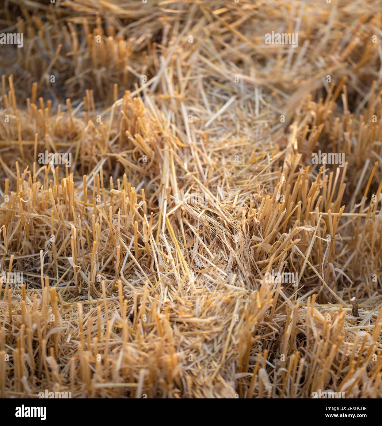 Nahaufnahme von Heustoppeln auf einem Feld; Alberta, Kanada Stockfoto