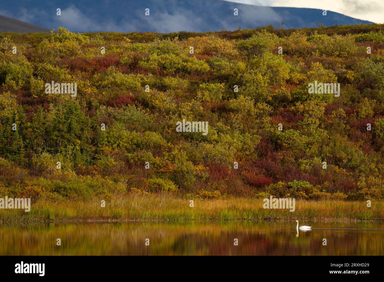 Schwan schwimmen in einem See entlang des Dempster Highway mit hübschen Herbstfarben; Yukon, Kanada Stockfoto
