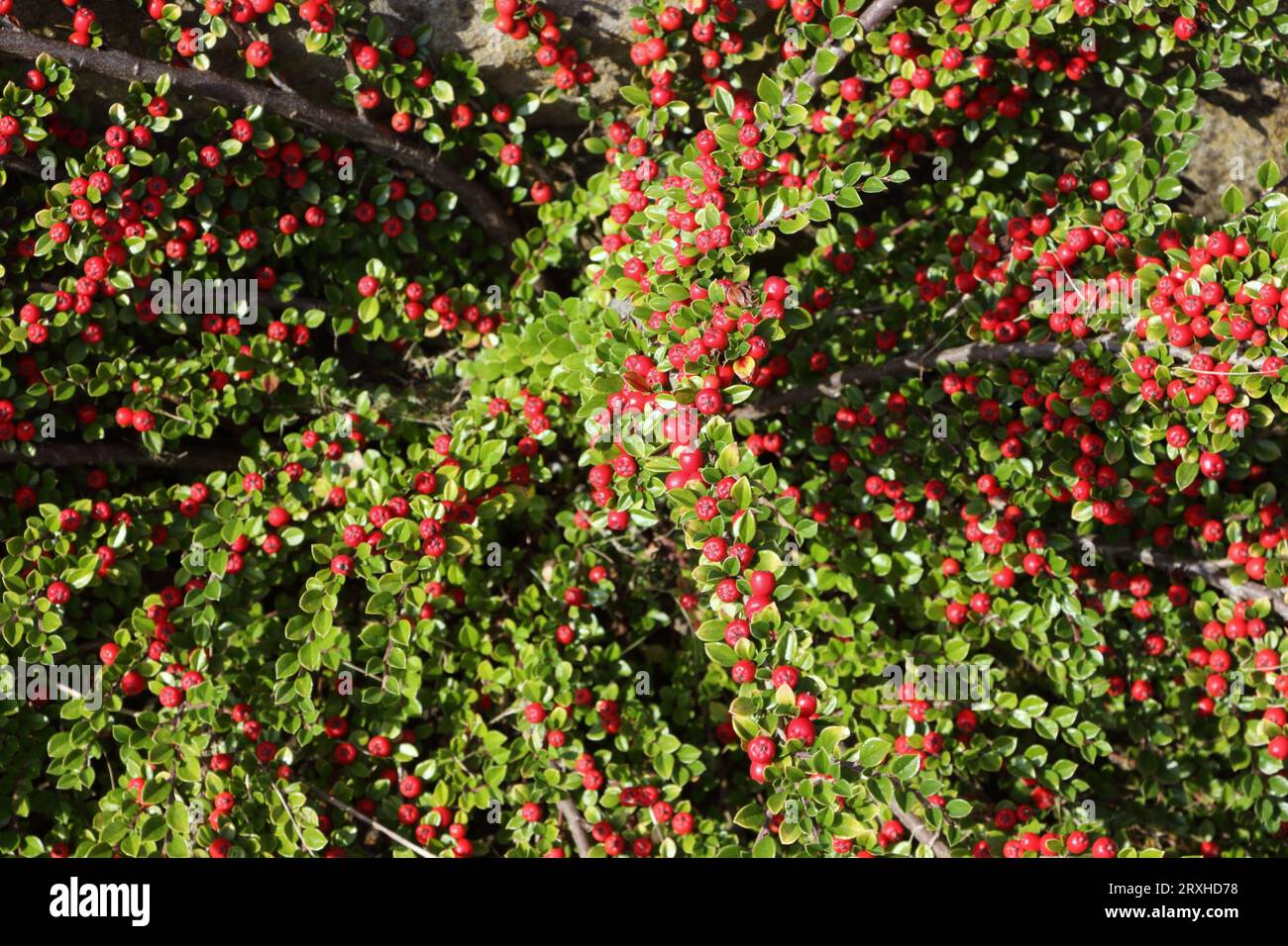 Rote Beeren im Spätsommer auf Buschpflanzen Stockfoto