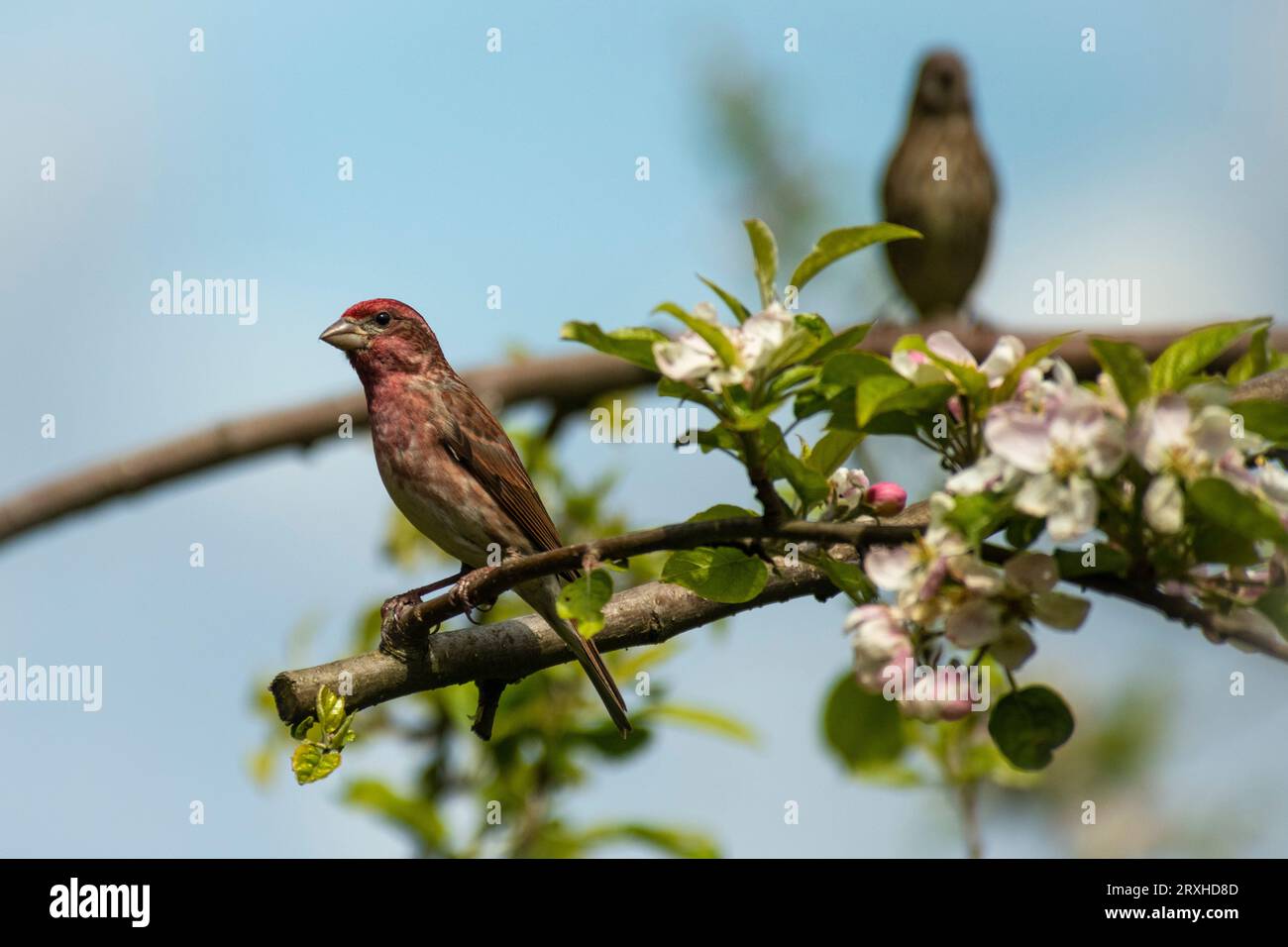 Wunderschöner männlicher Hausfink (Haemorhous mexicanus), der auf einem blühenden Apfelbaumzweig thront; Olympia, Washington, Vereinigte Staaten von Amerika Stockfoto
