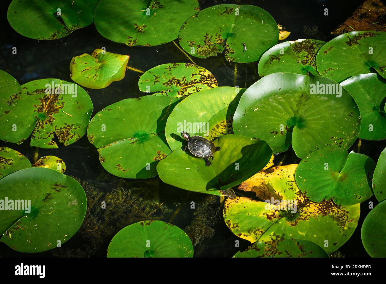 Rotohrschieber, Rotohrterrapin, Trachemys scripta elegans auf Lilienpad. Stockfoto