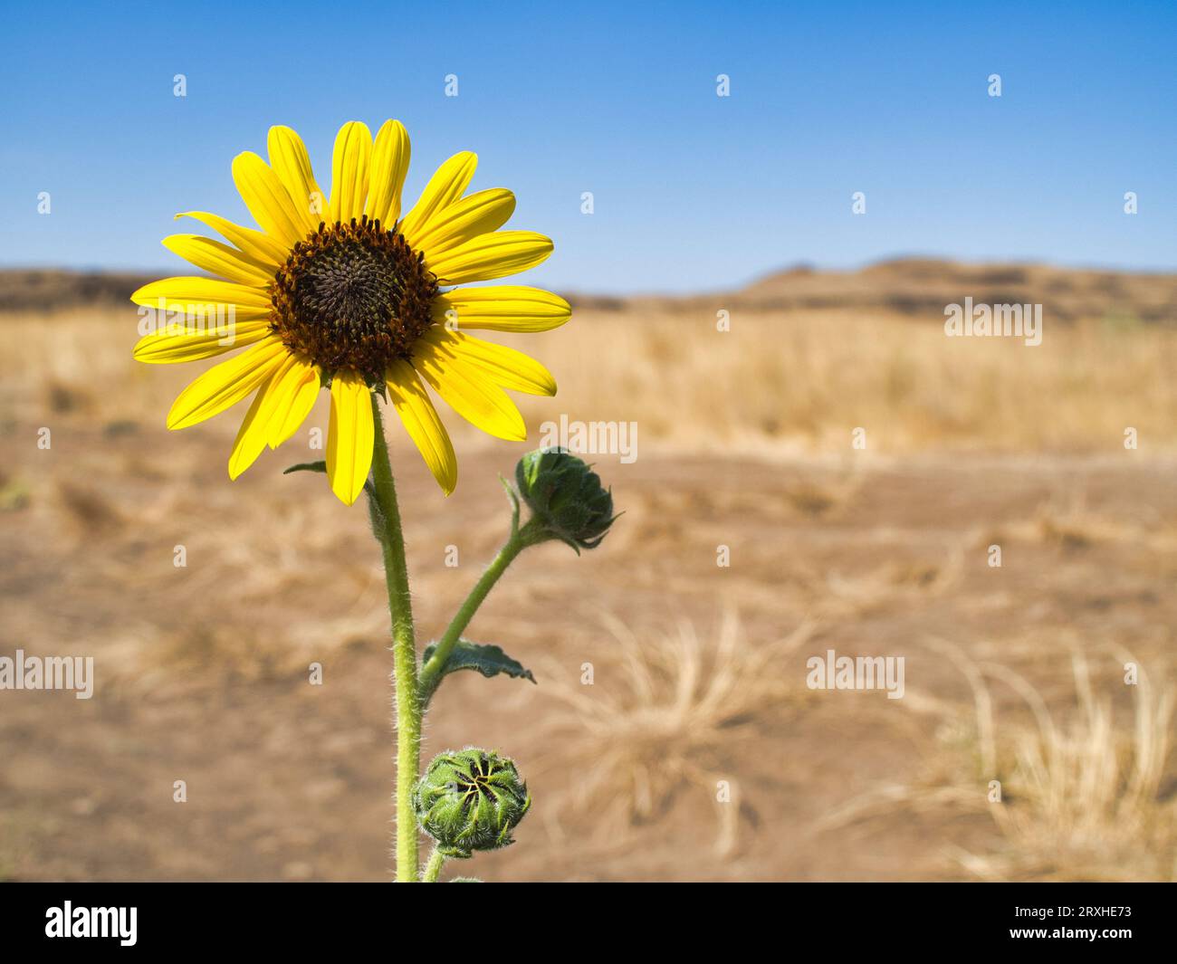 Gelbe Sonnenblume vor blauem Himmel in der Wüstenlandschaft Washingtons. Stockfoto