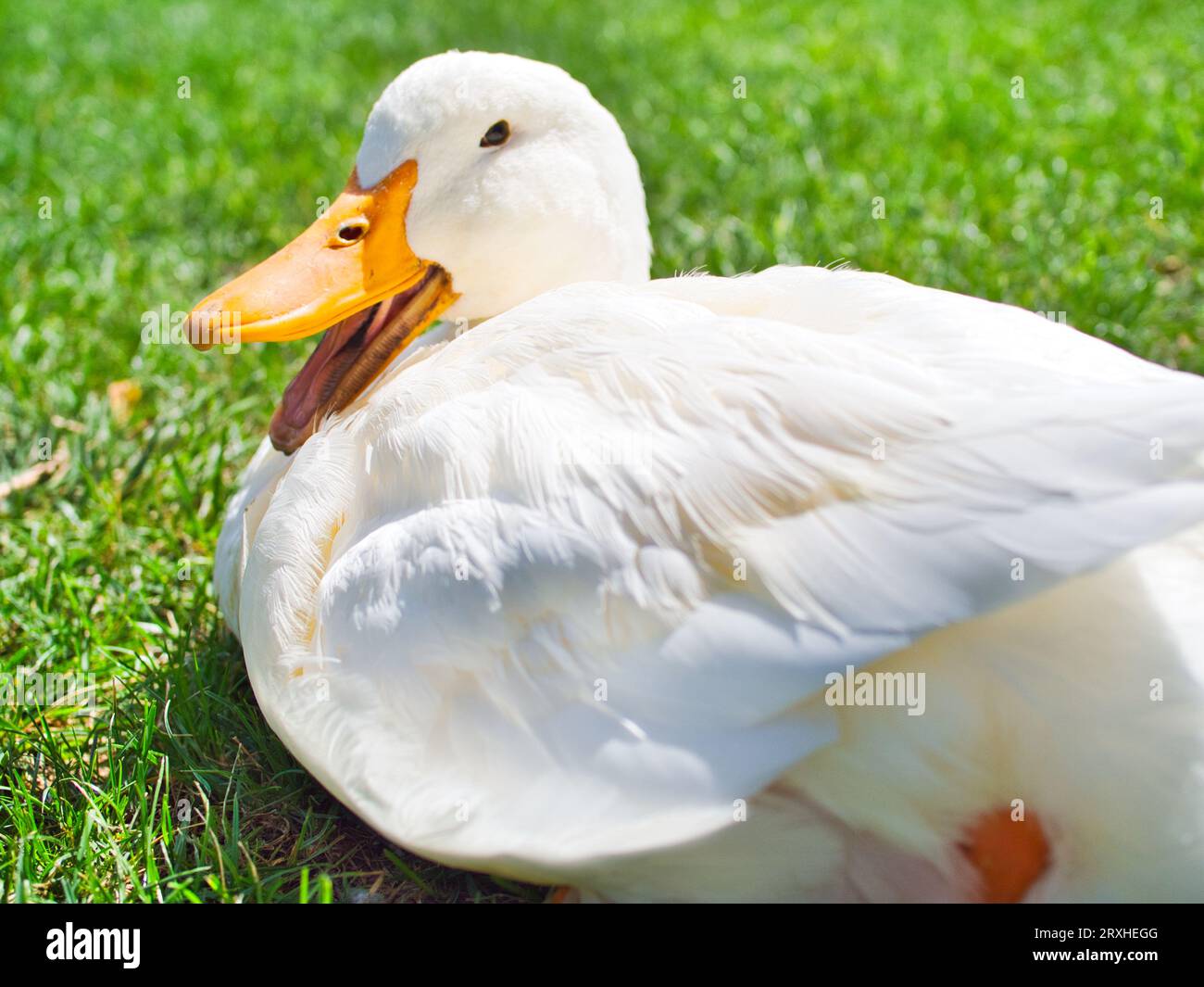 Weiße Ente mit offenem gelben Schnabel, der auf Gras sitzt Stockfoto