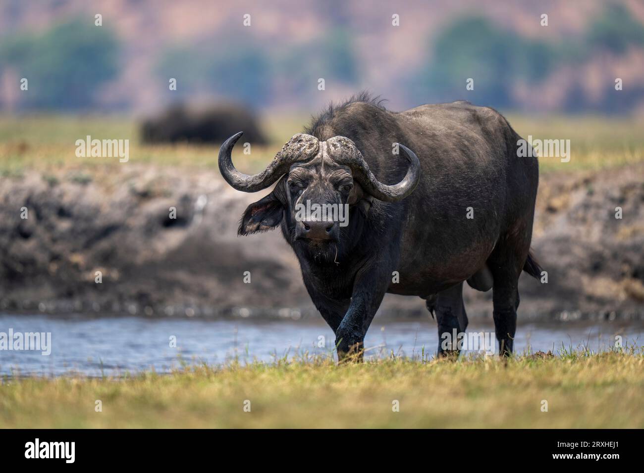 Porträt eines kapbüffels (Syncerus Caffer Caffer Caffer), der entlang des Flusses spaziert und die Kamera im Chobe National Park beobachtet; Chobe, Bostwana Stockfoto