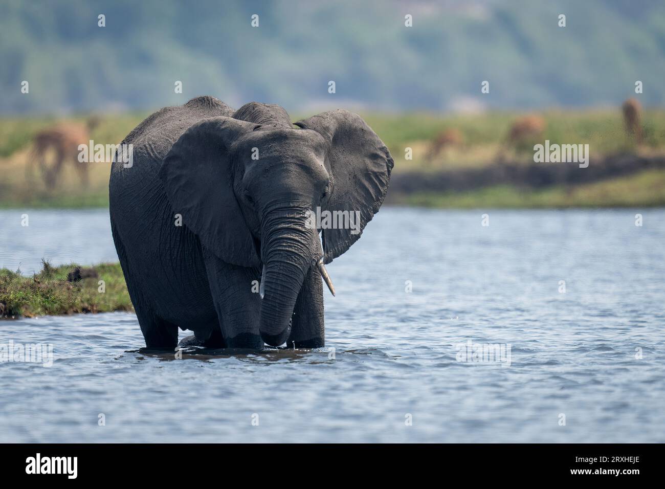 Porträt eines afrikanischen Buschelefanten (Loxodonta africana), der in einem Fluss mit Blick auf die Kamera im Chobe-Nationalpark steht; Chobe, Botswana Stockfoto