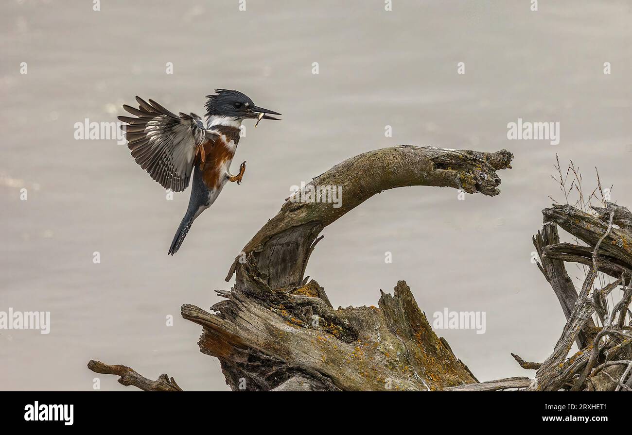 Vögel mit einem kleinen Fisch landen auf Treibholz am Ufer des Wassers; Alaska, Vereinigte Staaten von Amerika Stockfoto
