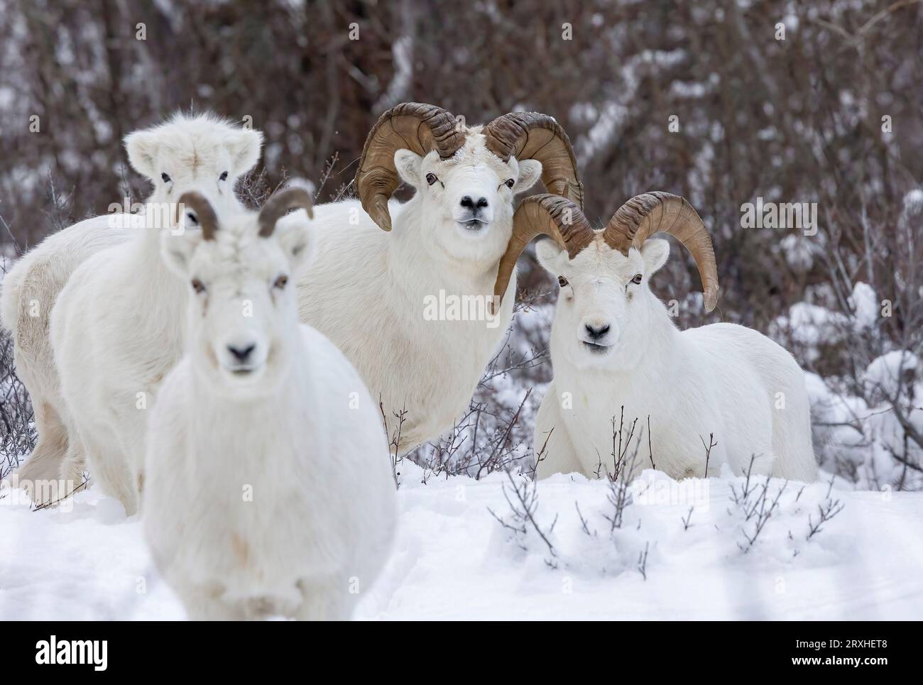Männliche und weibliche Dickhornschafe (Ovis canadensis), die im Schnee stehen; Alaska, Vereinigte Staaten von Amerika Stockfoto