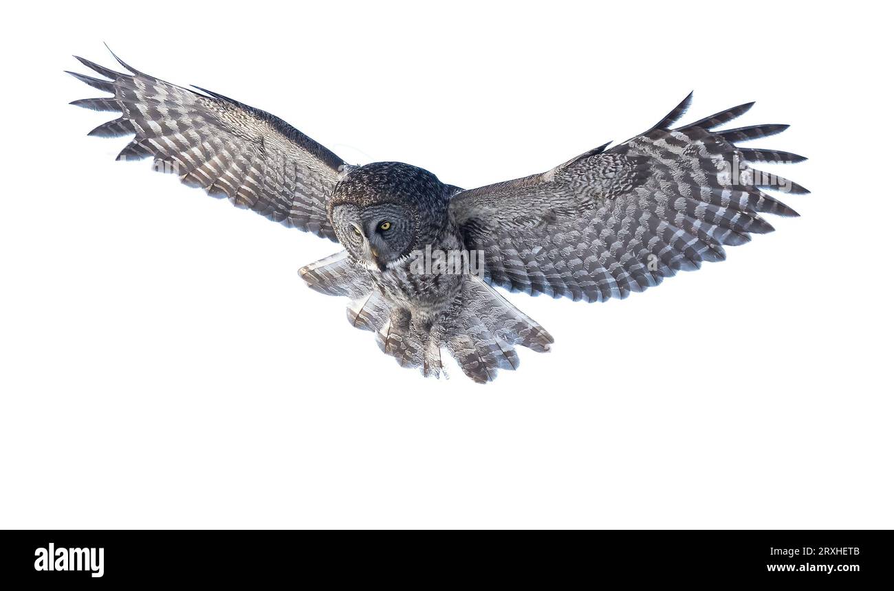 Eule mit grauem und weißem Gefieder im Flug auf weißem Hintergrund; Alaska, Vereinigte Staaten von Amerika Stockfoto