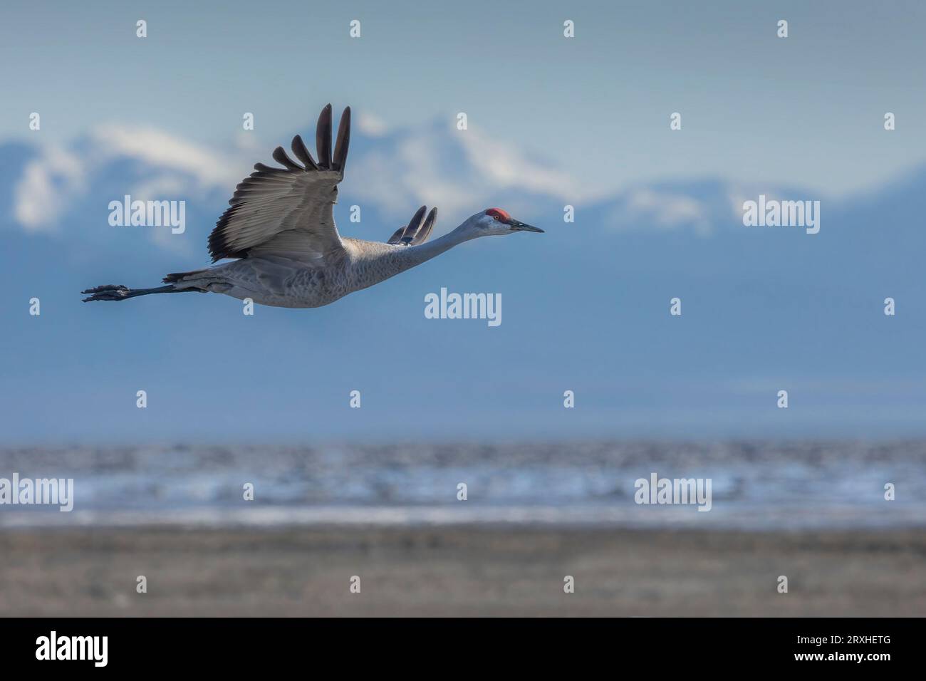 Sandhill-Kran (Antigone canadensis canadensis) im Flug mit Bergen im Hintergrund; Alaska, Vereinigte Staaten von Amerika Stockfoto