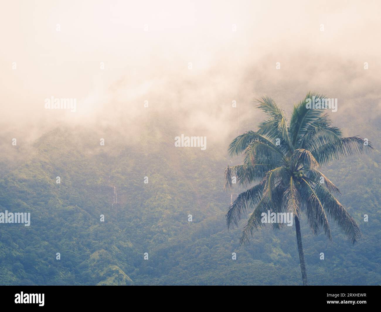 Palme gegen grünen Berg mit Nebel. Stockfoto