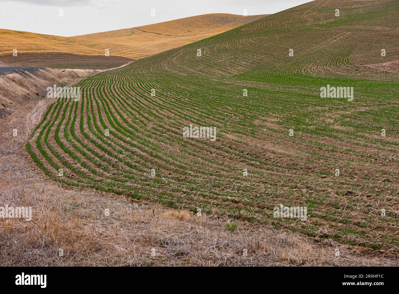 Reihen neuer Pflanzen auf einem frisch gepflügten Feld im Osten Washingtons; Prescott, Washington, Vereinigte Staaten von Amerika Stockfoto