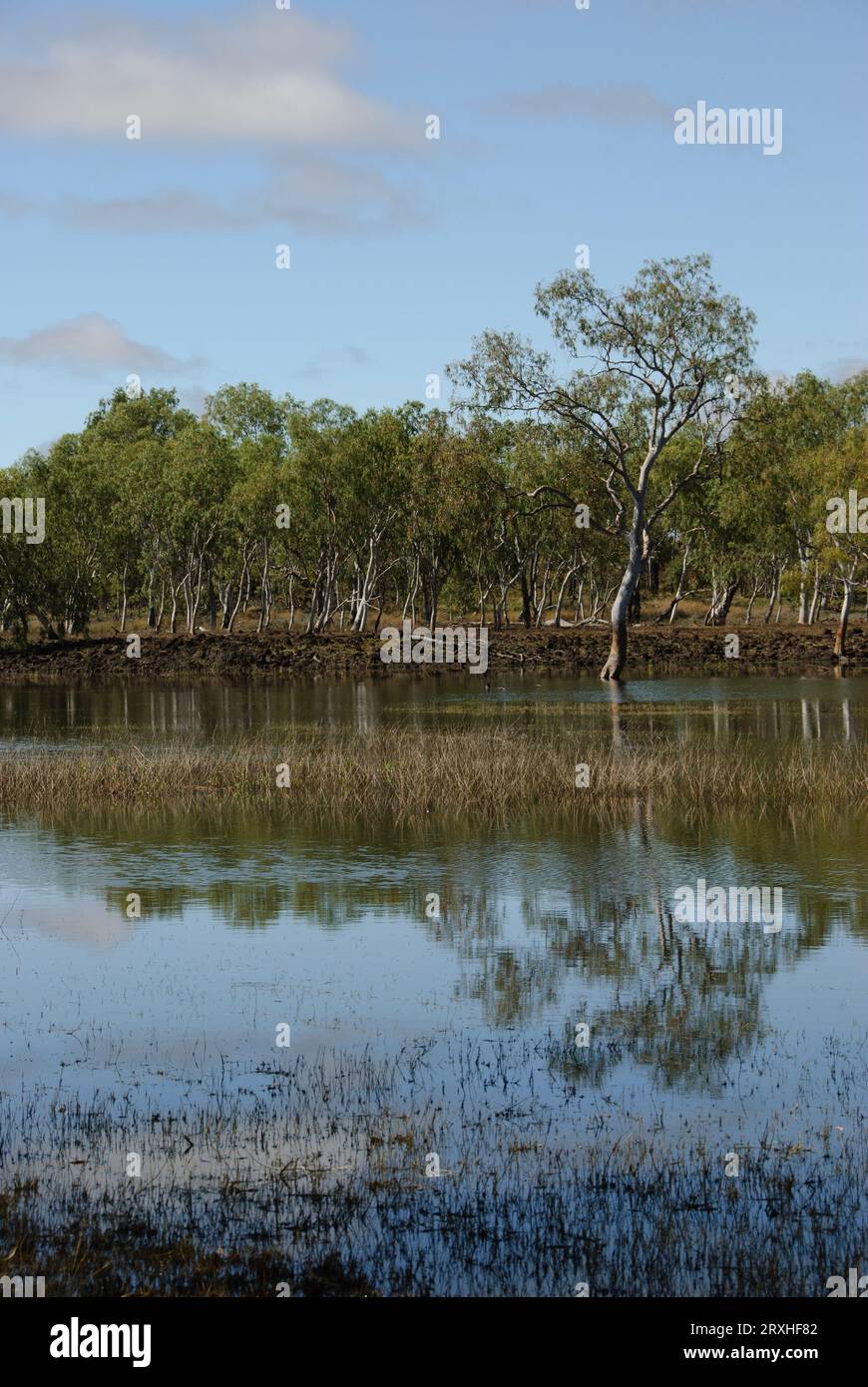 Billabong im Undara Volcanic National Park, Queensland, Australien Stockfoto