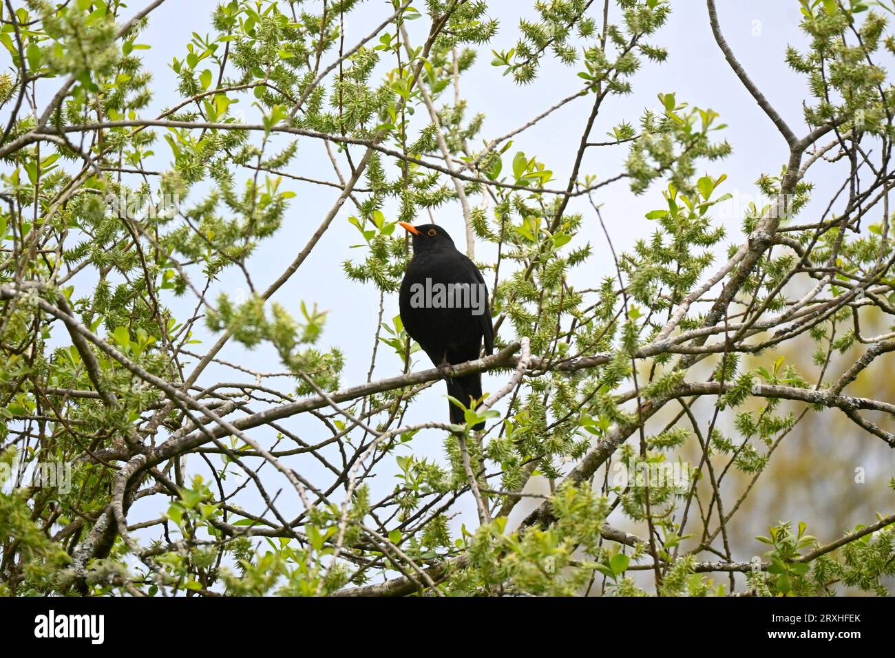 Amseln (Turdus merula) auf einer Weide im Frühjahr – Nordwales, Vereinigtes Königreich Stockfoto
