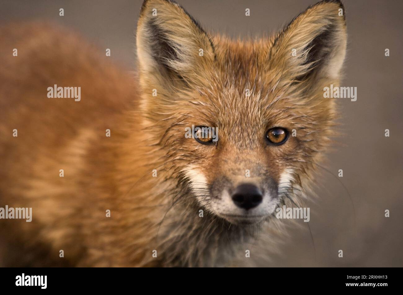 Close Up Portrait of A Red Fox im Herbst im Denali National Park, Alaska. Stockfoto