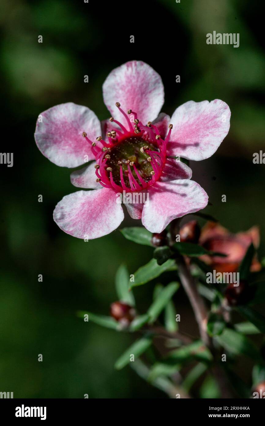 Manuka Leptospermum Scoparium Stockfoto