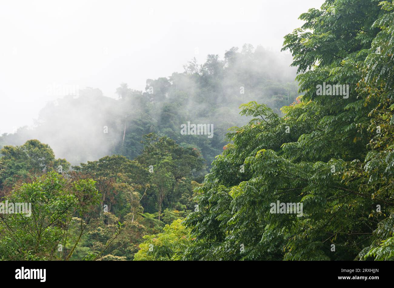 Amazonas-Regenwald im Nebel, Yasuni-Nationalpark, Ecuador. Stockfoto