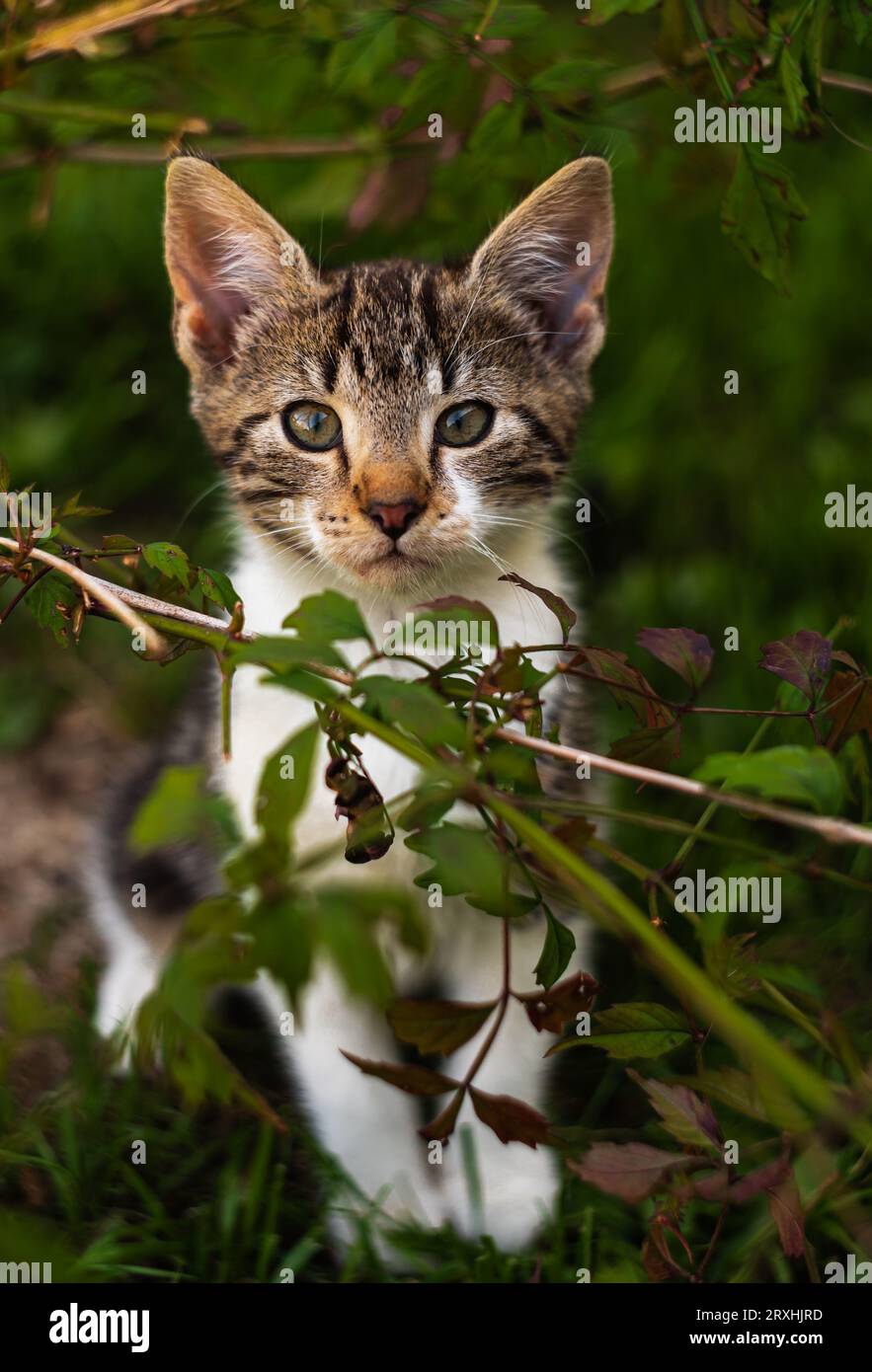 Kleine weiße und graue Katze, Kätzchen aus nächster Nähe Stockfoto