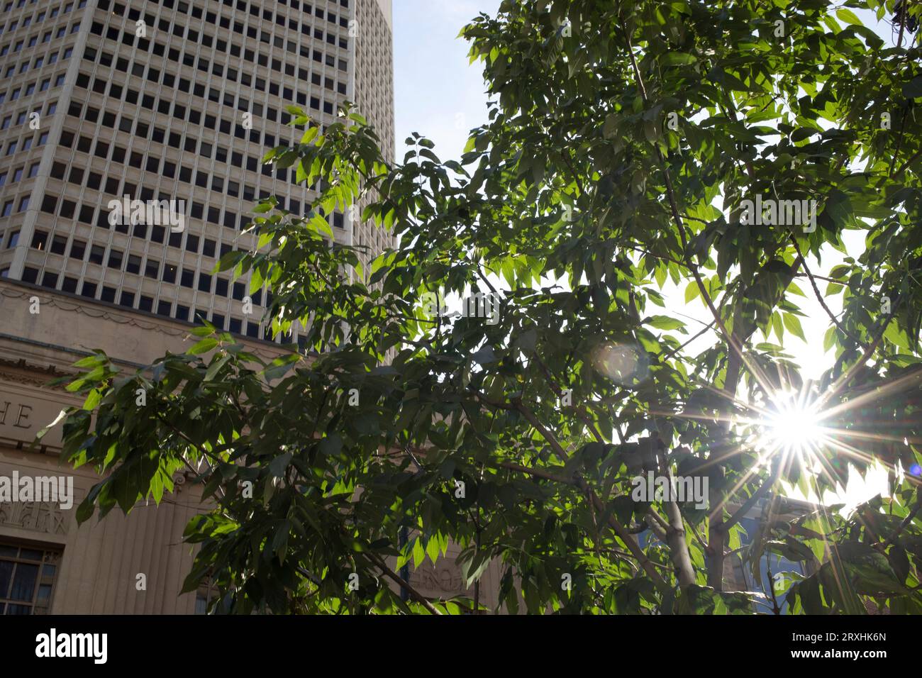 Nahaufnahme eines Sonnenbriefs, der durch die Äste vor einem Büroturm in Calgary, Calgary, Alberta, Kanada, leuchtet Stockfoto