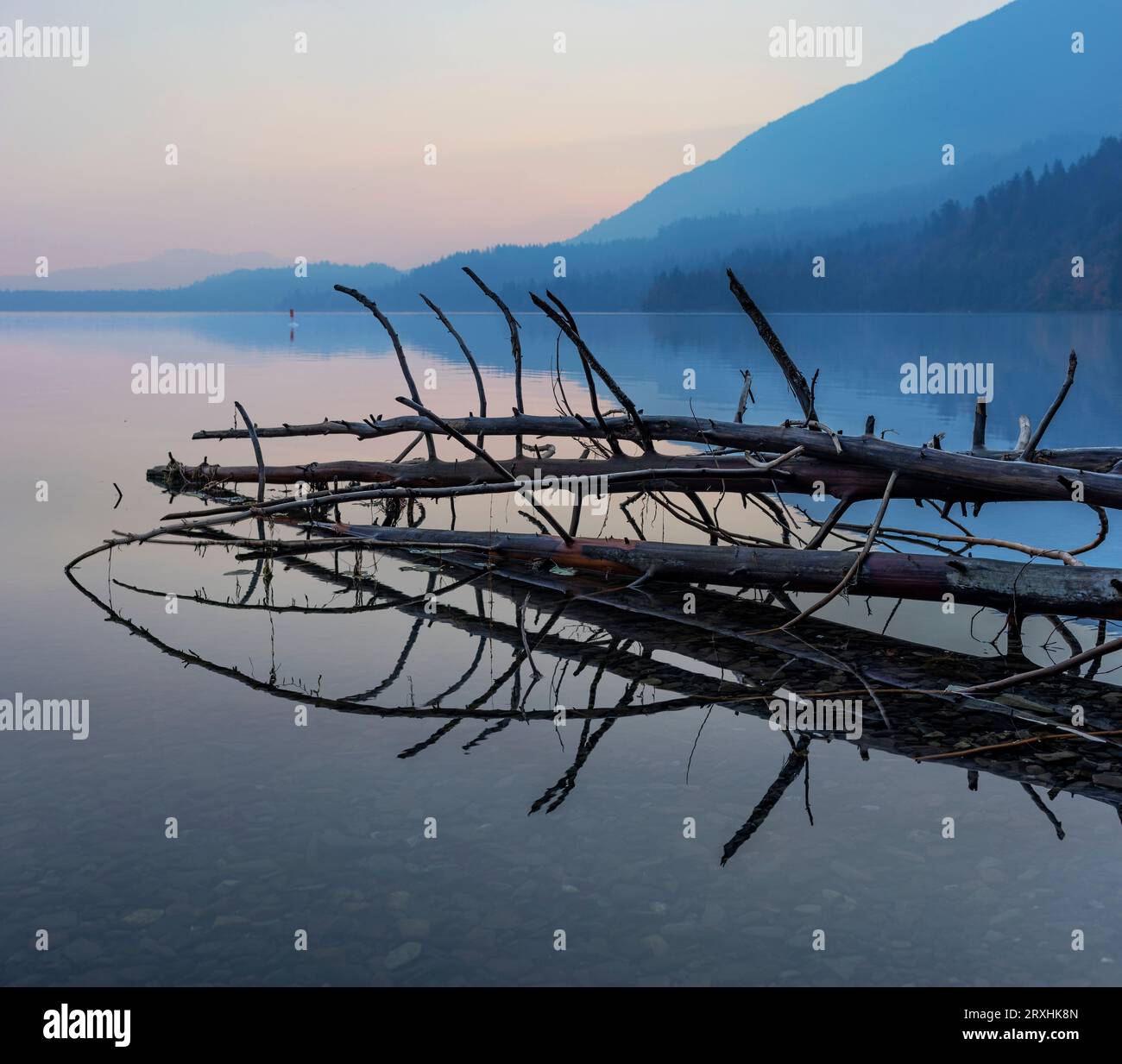 Tote Bäume, die bei Sonnenaufgang im flachen Seenwasser liegen, mit Silhouettenwald und Bergen im Hintergrund; Cultus Lake, British Columbia, Kanada Stockfoto