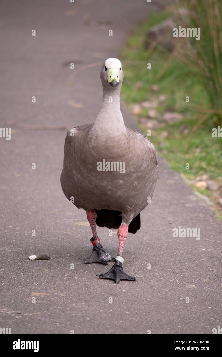 Die Kapbarren-Gans ist eine sehr große, hellgraue Gans mit einem relativ kleinen Kopf. Es hat Reihen großer dunkler Flecken in Linien über den Schultern und Stockfoto