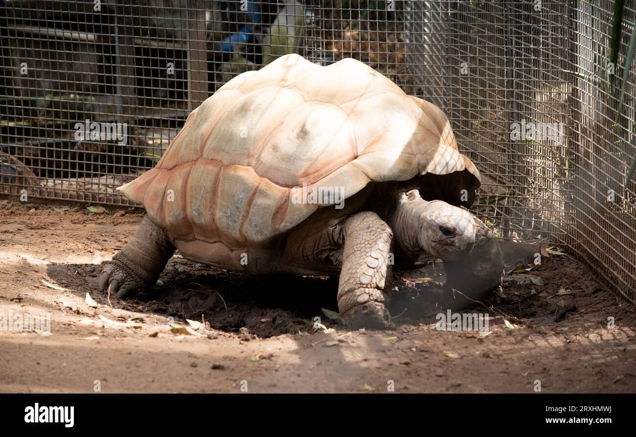 Aldabra-Riesenschildkröten sind hauptsächlich am frühen Morgen und am späten Abend aktiv und verbringen den Rest des Tages in Höhlen Stockfoto