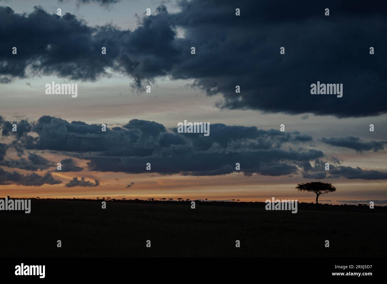 Spektakuläre Sonnenuntergänge mit Blick auf einen Sturm, der sich im Maasai Mara National Reserve mit einem einzelnen Baum auf der rechten Seite einsetzt Stockfoto