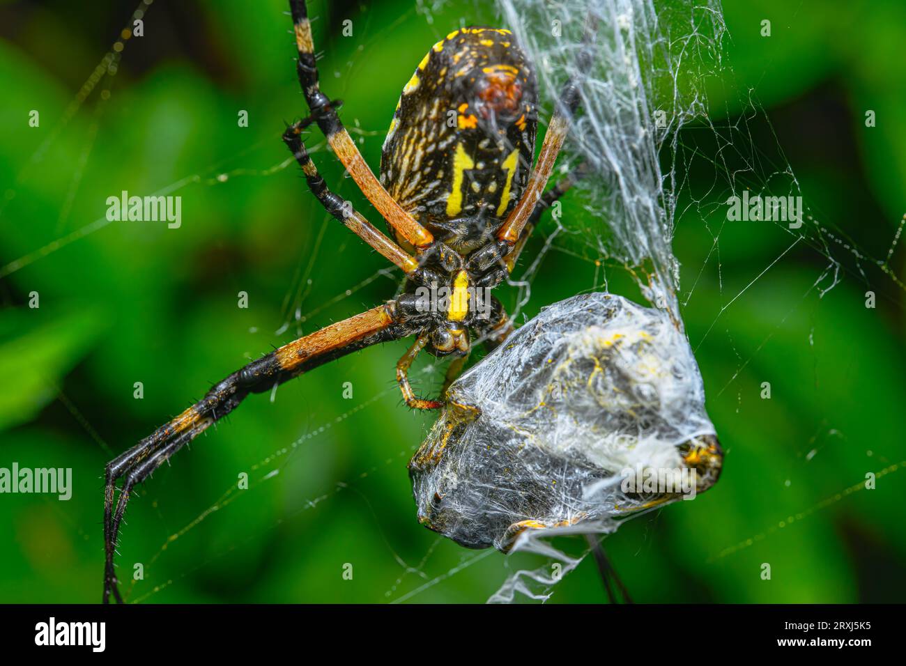 Makro, Nahaufnahme eines Orbflechters, der Beute in das Netz wickelt Stockfoto