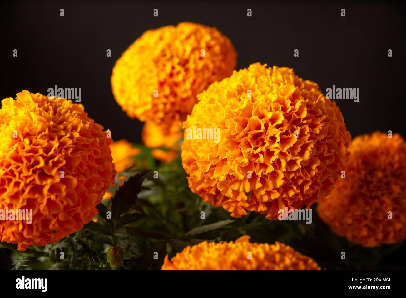Nahaufnahme von Cempasuchil Orangenblüten oder Ringelblume. (Tagetes erecta) traditionell in Altären für die Feier des Tages der Toten in Mexiko verwendet Stockfoto