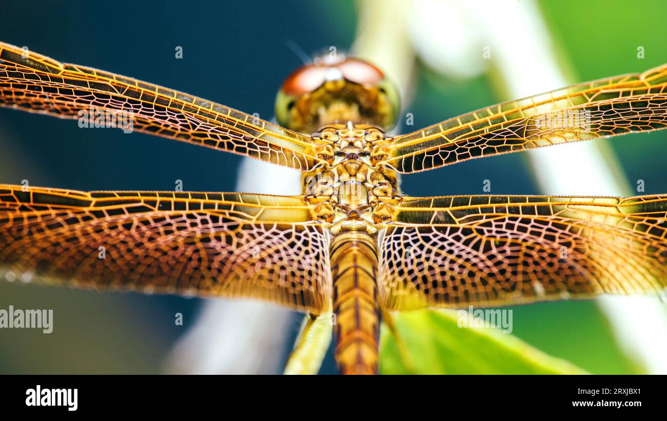 Eine Libelle auf einem Baumzweig und Naturhintergrund, selektiver Fokus, Insektenmakro, buntes Insekt in Thailand. Stockfoto