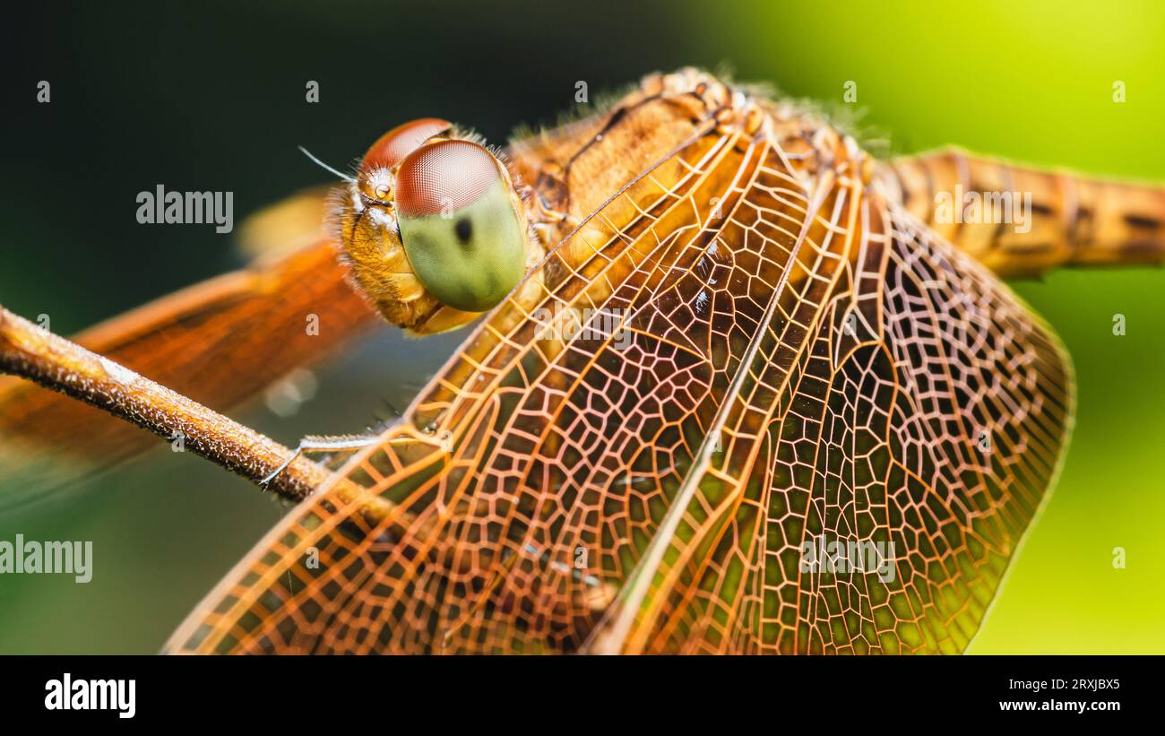 Eine Libelle auf einem Baumzweig und Naturhintergrund, selektiver Fokus, Insektenmakro, buntes Insekt in Thailand. Stockfoto