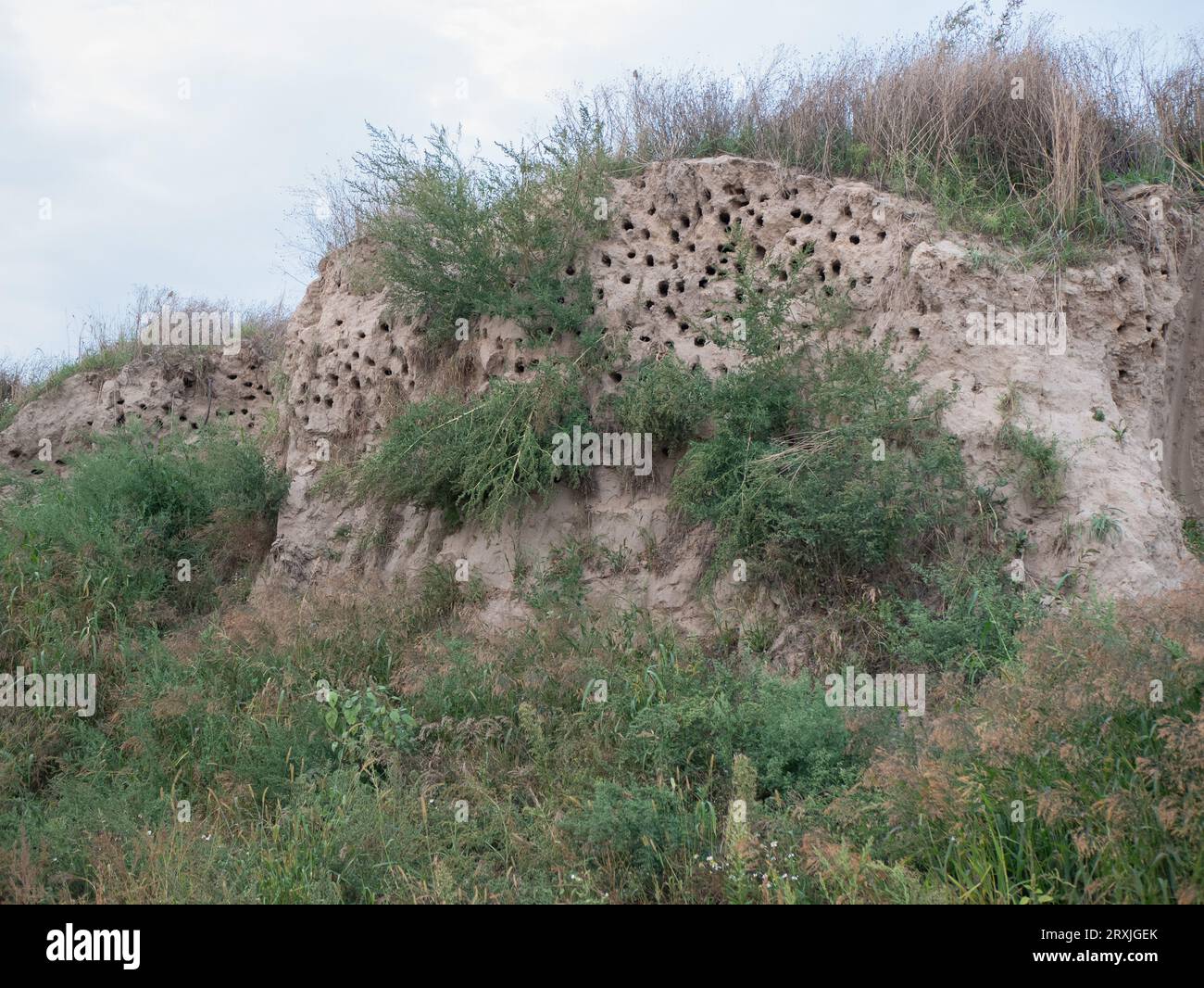 Hoher sandiger Hügel voller Löcher, selektiver Fokus. Viele Vögel nisten. Die Umwelt wimmelt von Vögeln Stockfoto