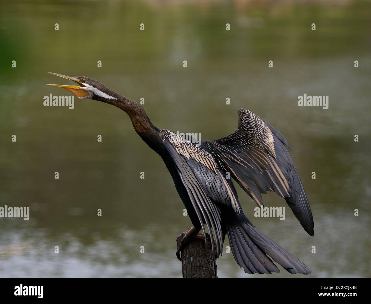 Langhalsfische, die Vögel fressen, nennen einen Darter. Australischer Vogel mit dunklen Federn und schönen goldenen Cremefedern auf den Flügeln. Stockfoto