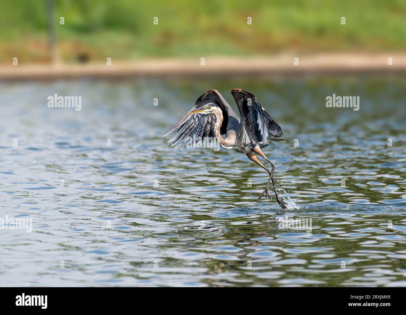 Great Blue heron (Ardea herodias) fliegt im Sepulveda Wildlife Sanctuary CA USA Stockfoto