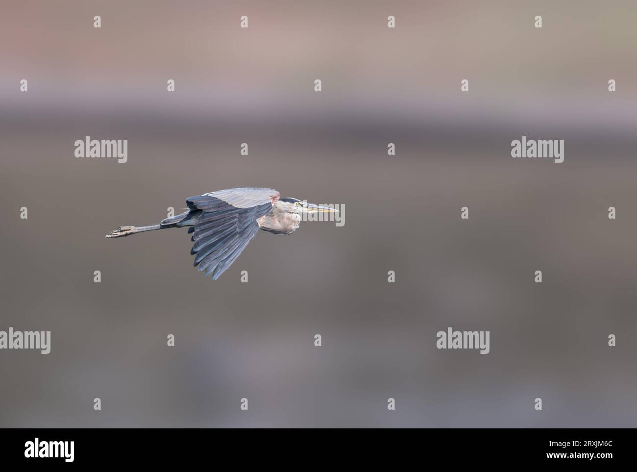 Great Blue heron (Ardea herodias) fliegt im Sepulveda Wildlife Sanctuary CA USA Stockfoto
