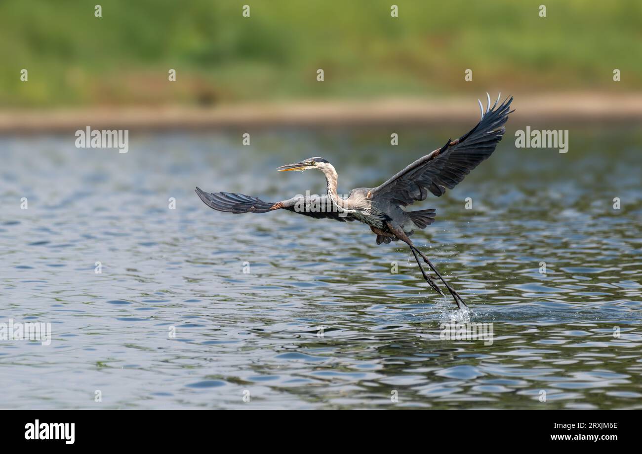 Great Blue heron (Ardea herodias) fliegt im Sepulveda Wildlife Sanctuary CA USA Stockfoto