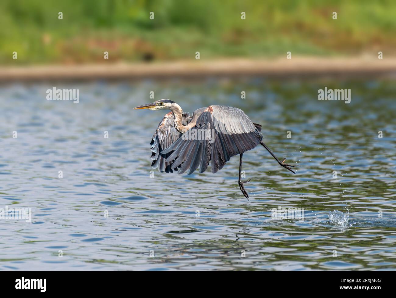 Great Blue heron (Ardea herodias) fliegt im Sepulveda Wildlife Sanctuary CA USA Stockfoto